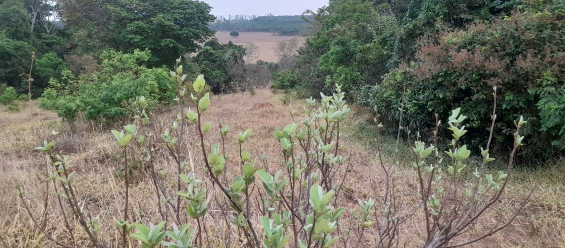 Chácara em Hidrolândia 05